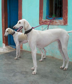 pashmi dog