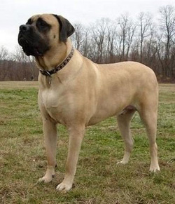 mastiff dog size