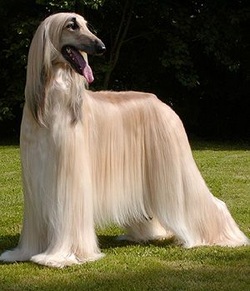 long haired greyhound looking dog